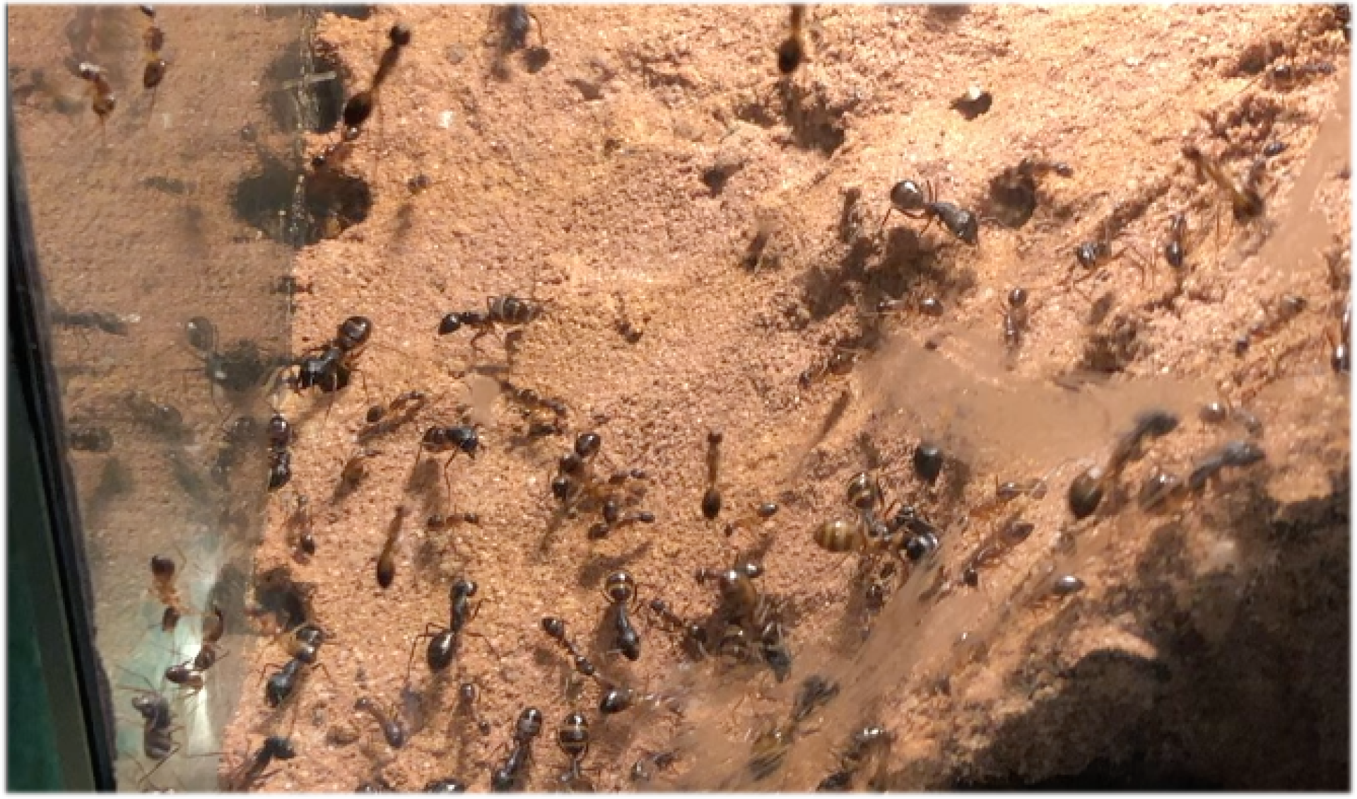Mietkolonien für Lehrpersonen - Ameisenkolonien zum mieten / leihen I